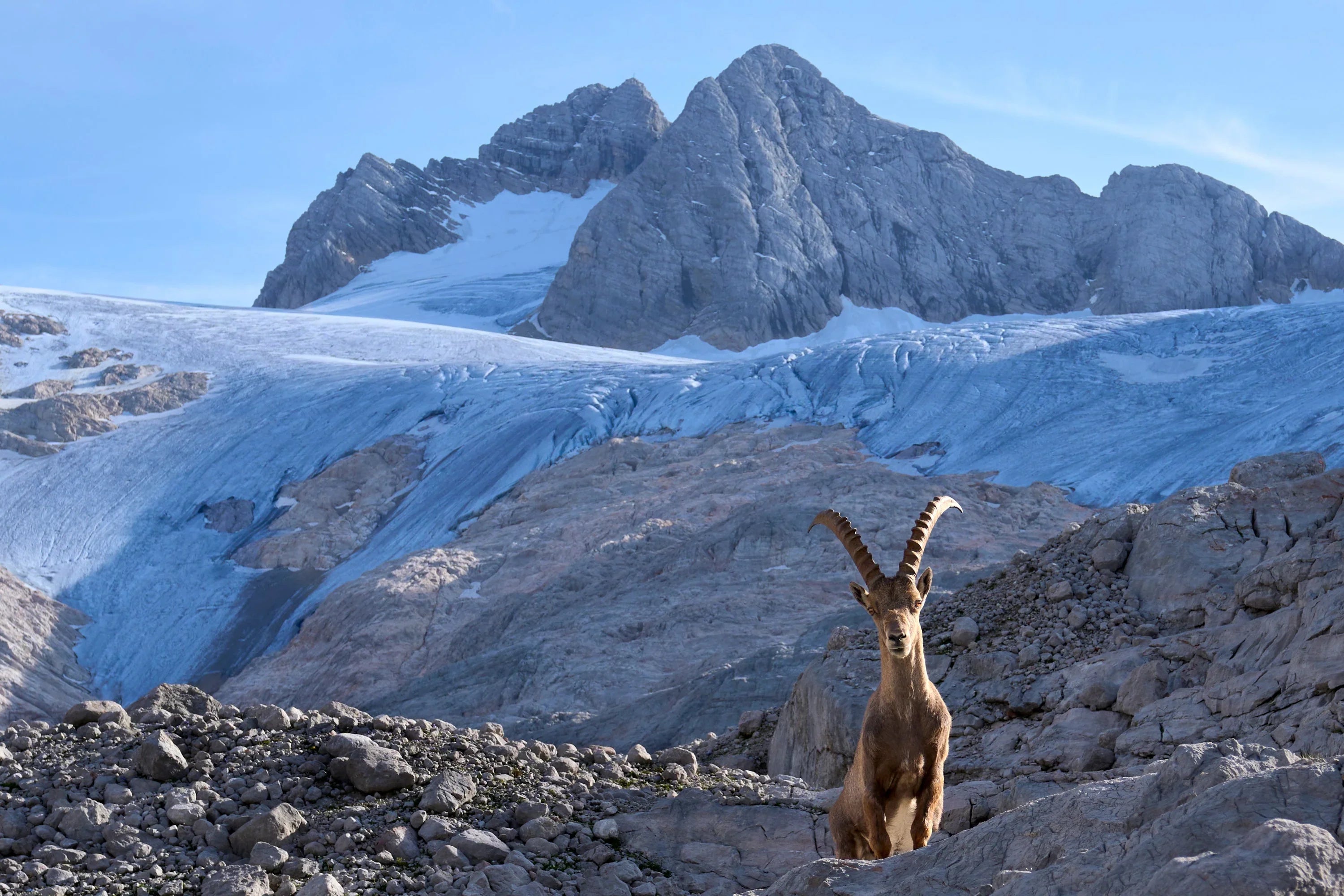 High Above the Clouds – Alpine Ibex in Their Mountain Realm