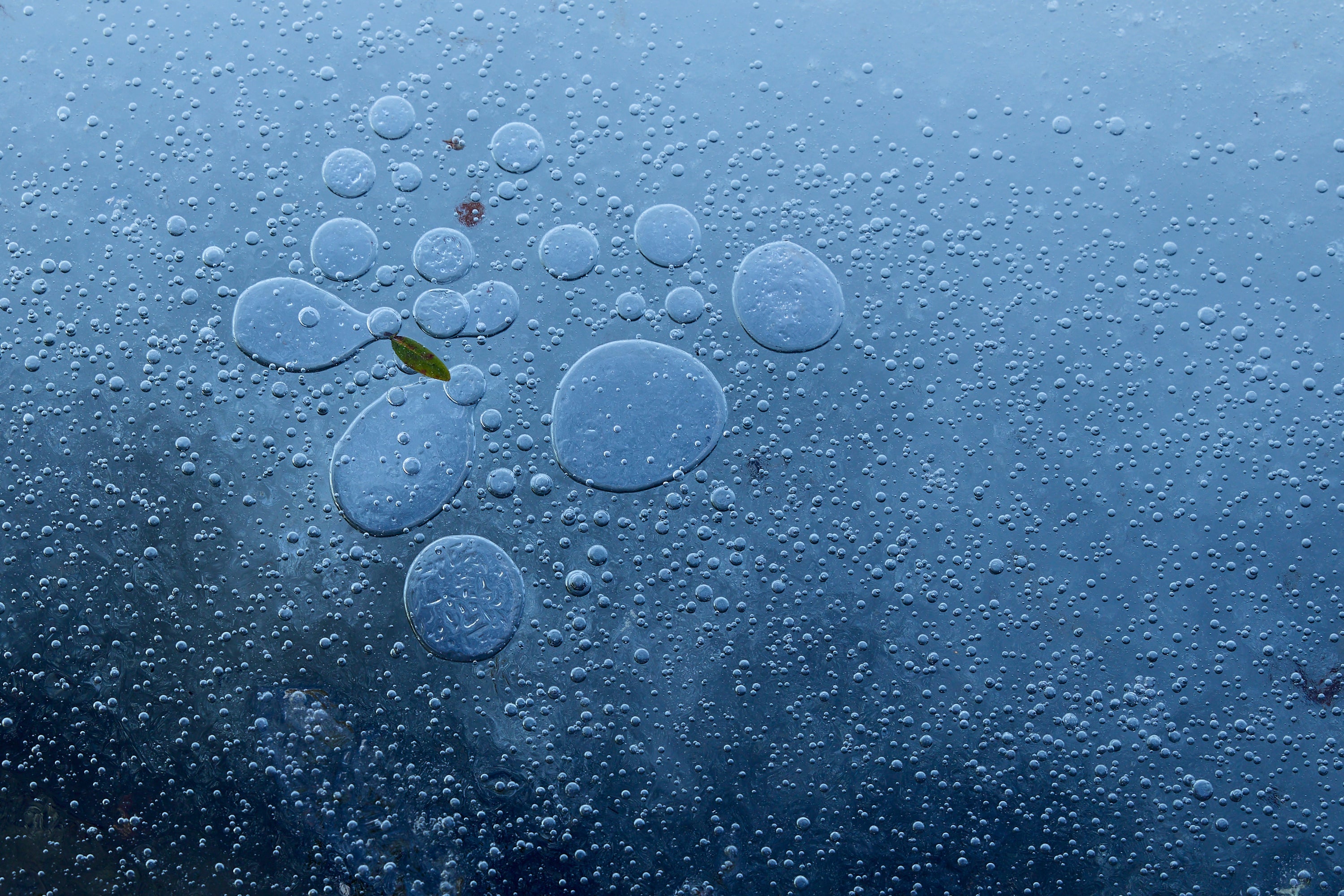 Nature in Detail