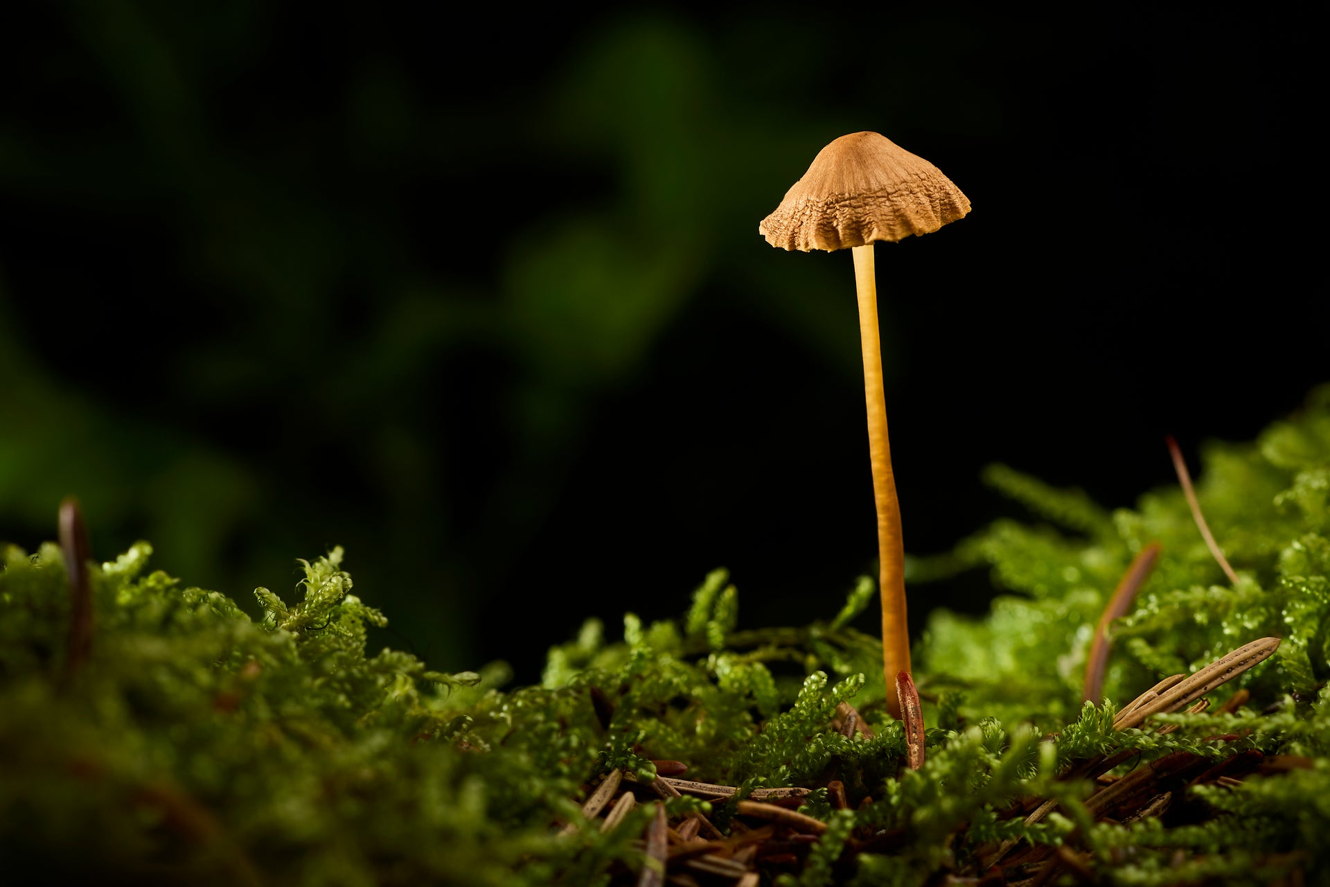 Whisper of the Forest
