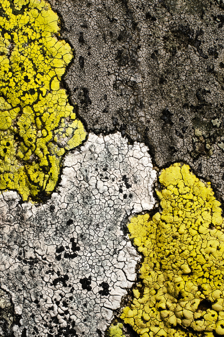 Basic image – ready for print or licensing.