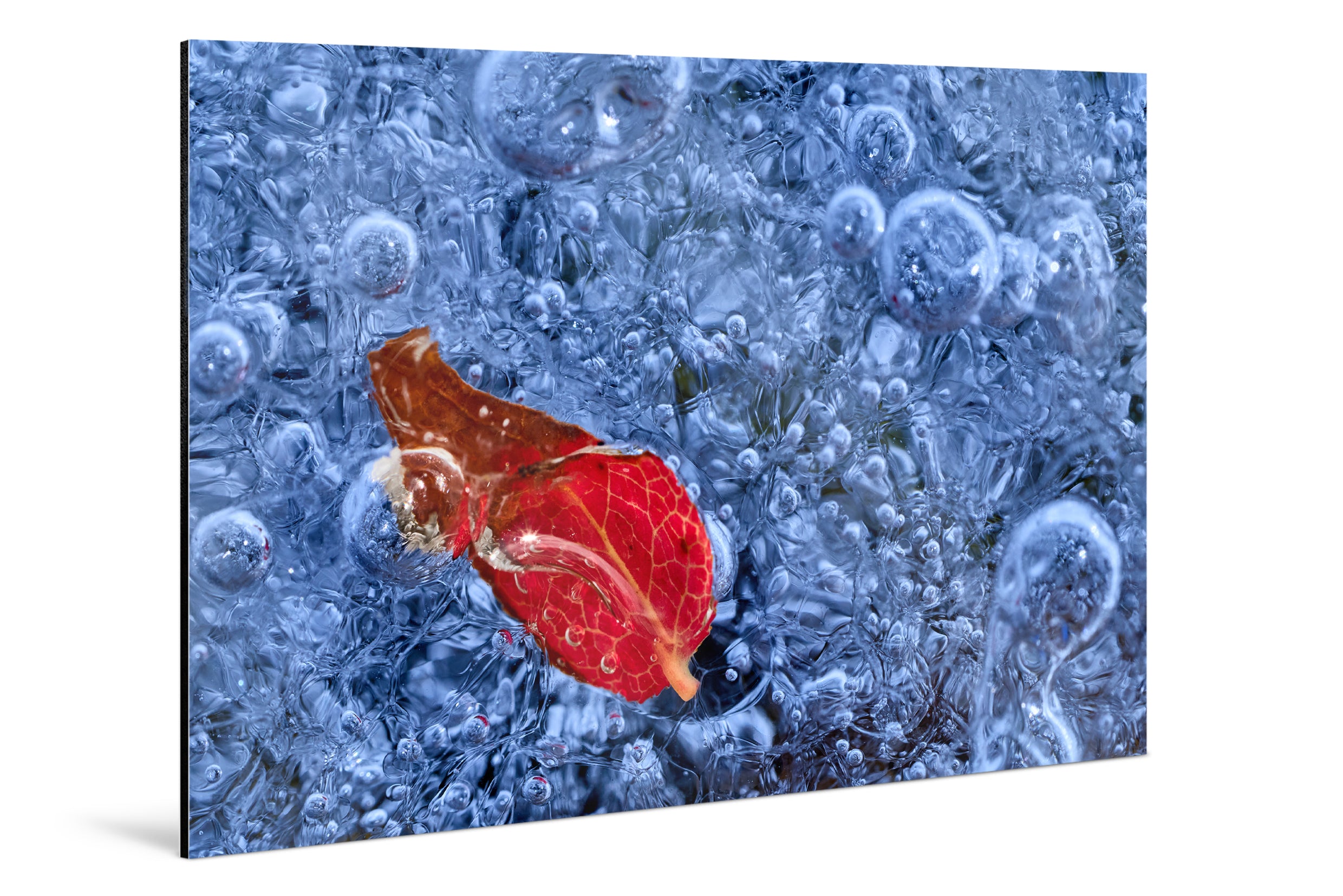 Photo Print On Aluminum Backing