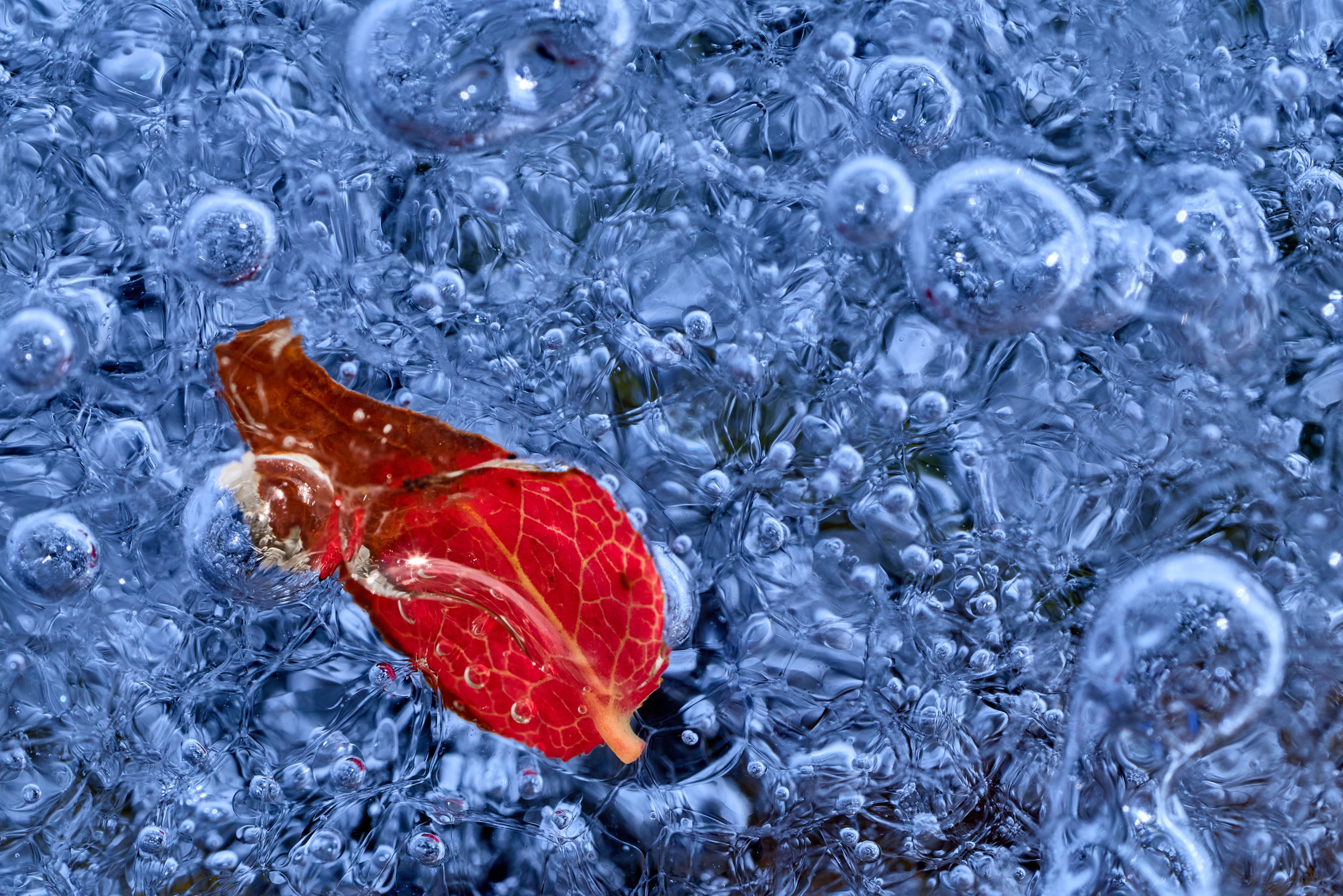 Basic image – ready for print or licensing.