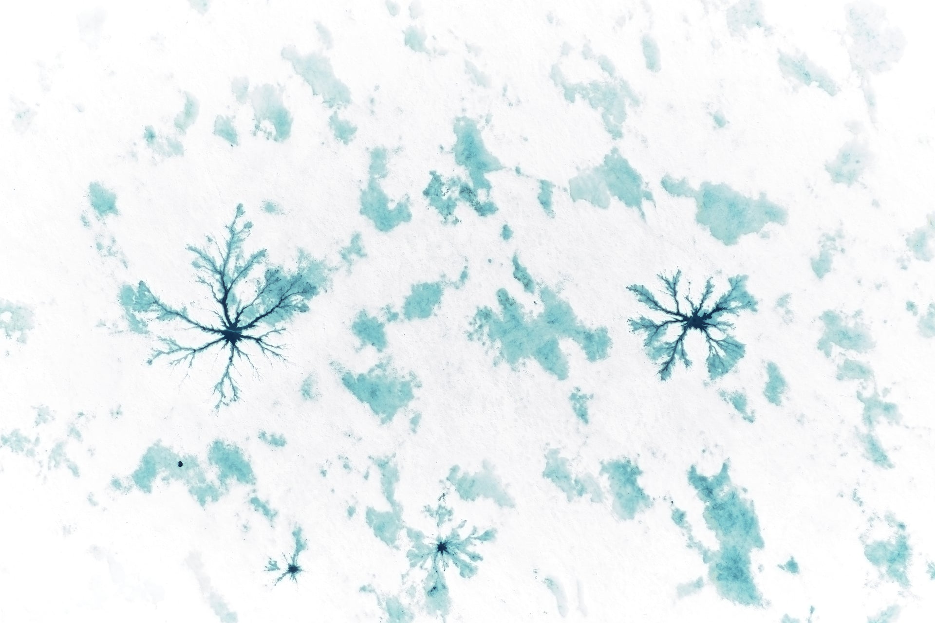 Basic image – ready for print or licensing.