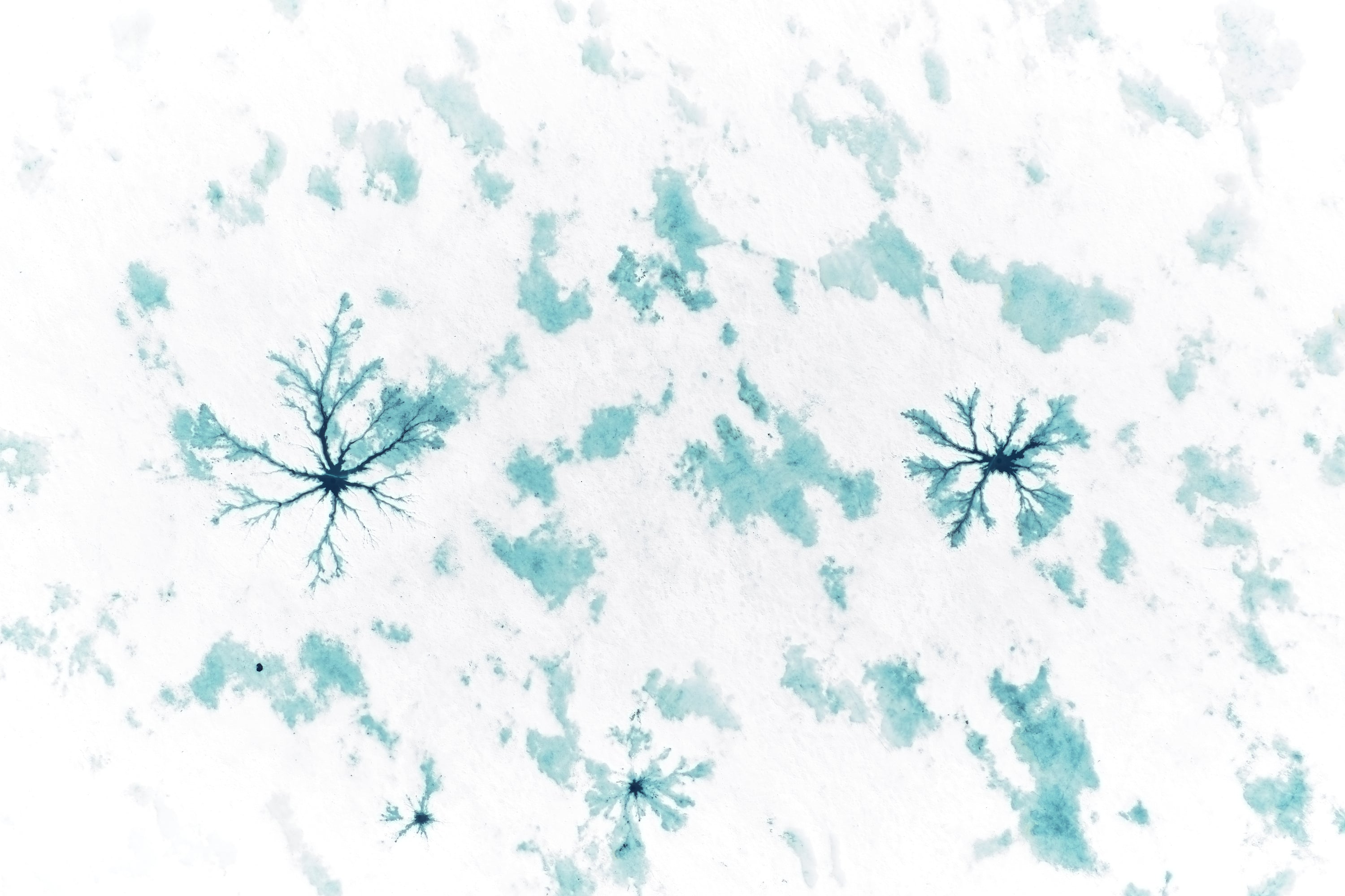 Basic image – ready for print or licensing.
