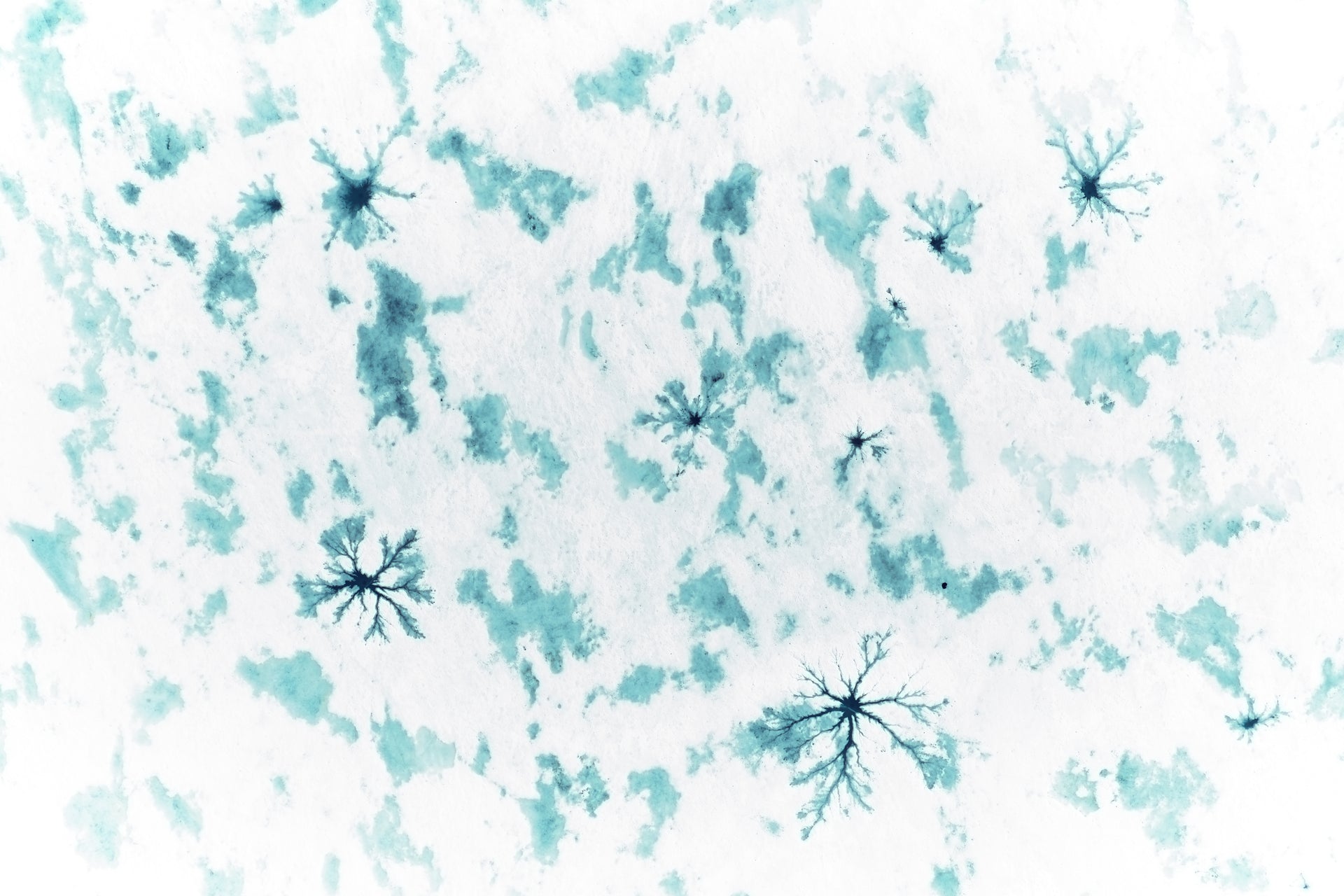 Basic image – ready for print or licensing.