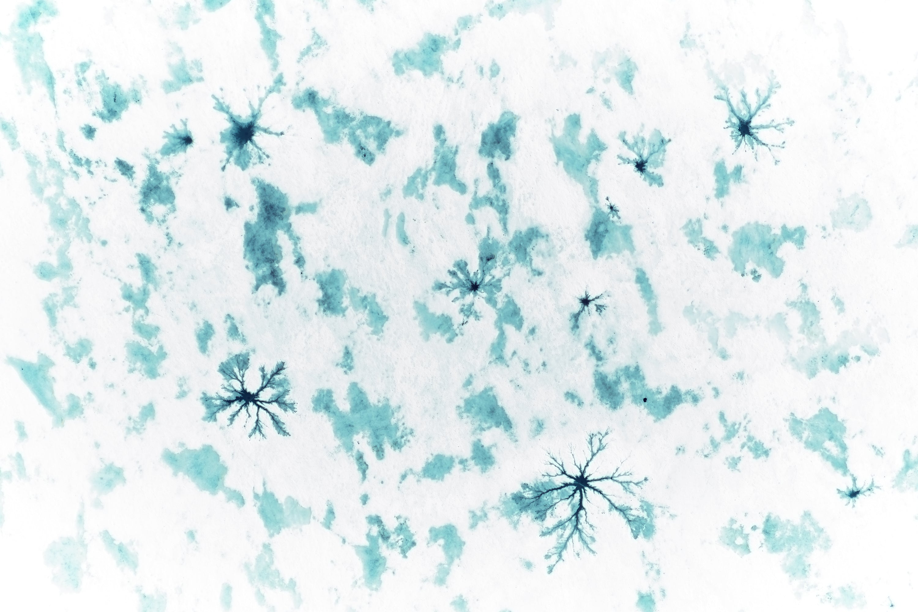 Basic image – ready for print or licensing.
