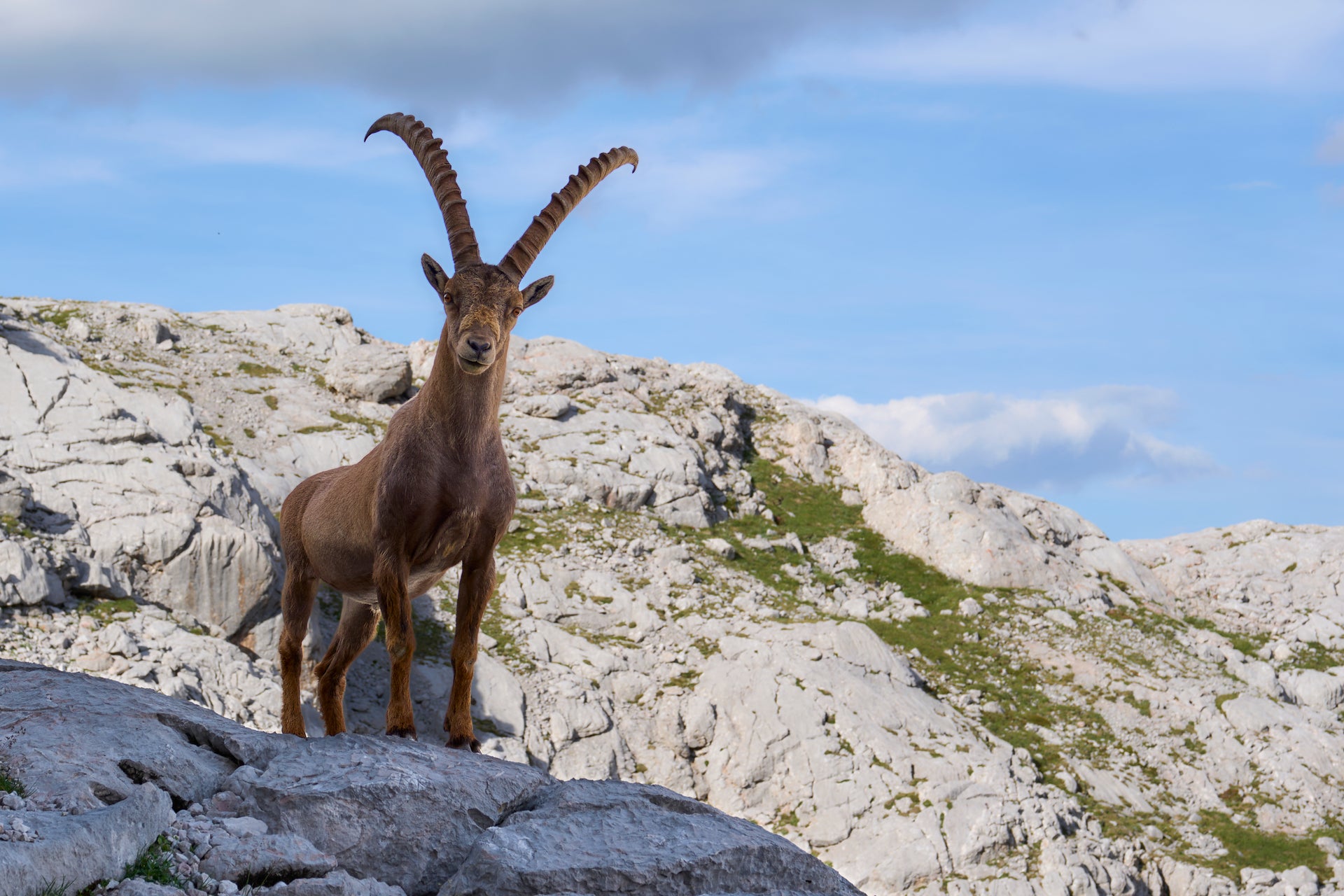 King of the Alps #3