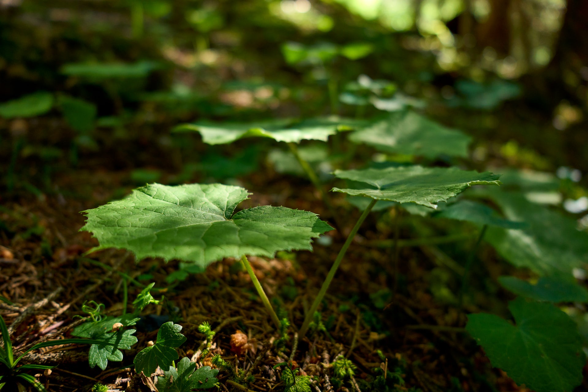 Forest Floor Light