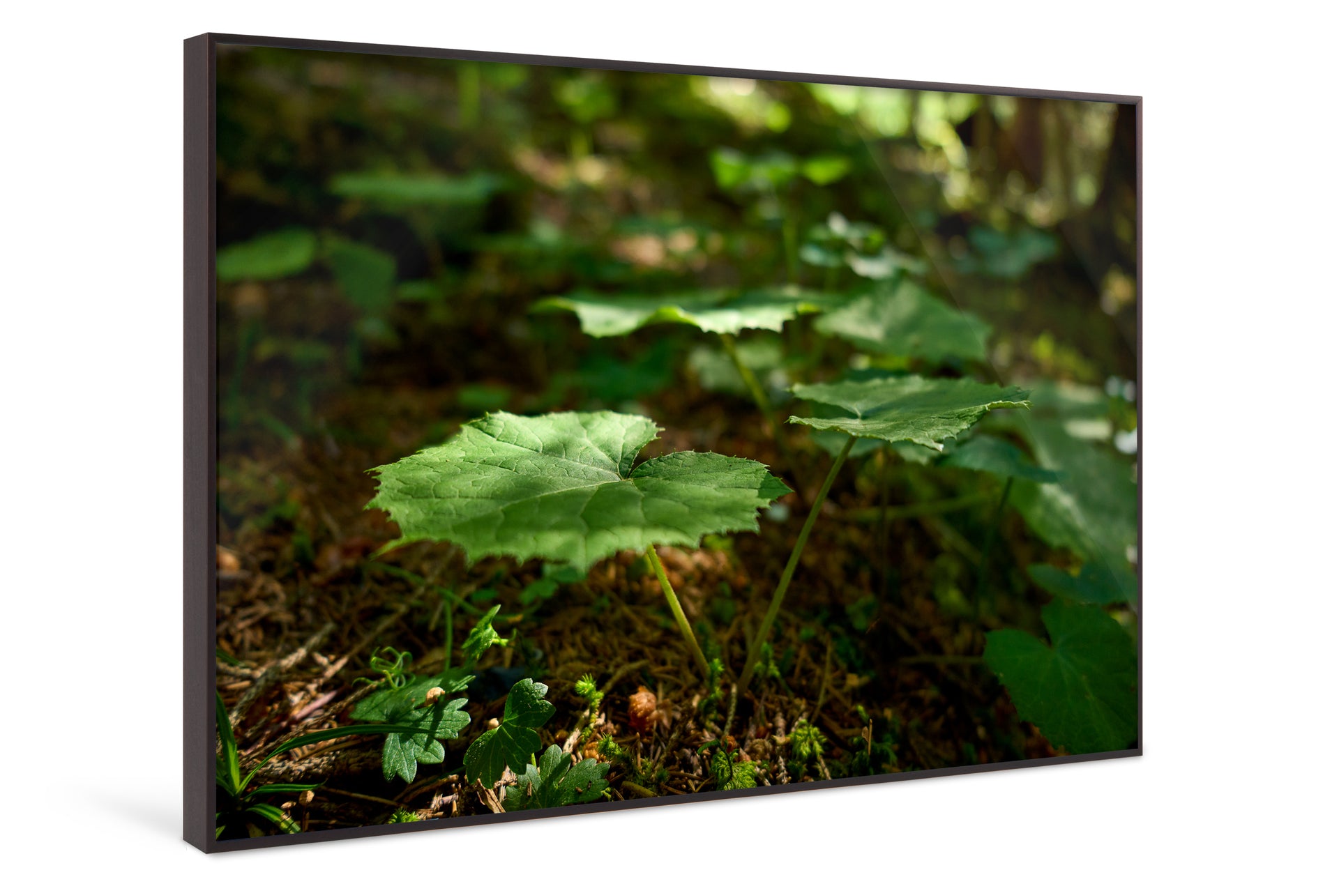 Forest Floor Light
